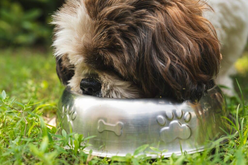 Graanvrij hondenvoer: Verbeter de gezondheid van je hond!