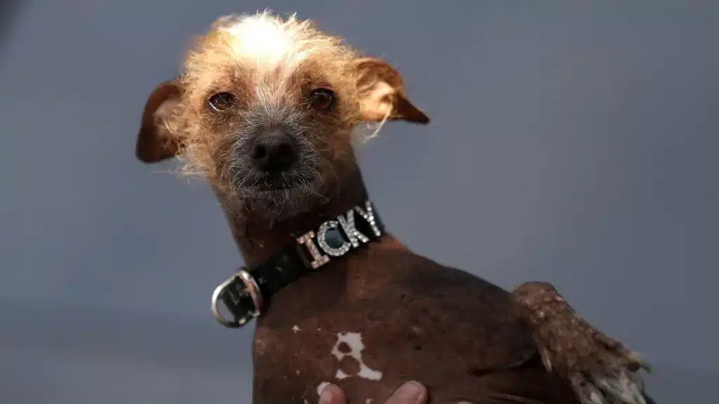 Icky, de hond die in 2007 de prijs heeft gewonnen voor lelijkste hond ter wereld.