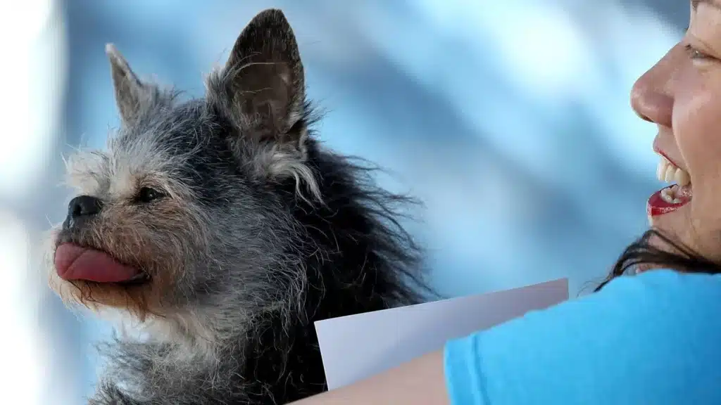 Martha, een van de lelijkste honden die in 2017 was geselecteerd voor de wedstrijd lelijkste hond.