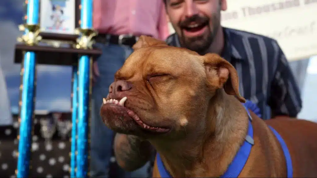 Hond genaamd Mugly die in 2012 eerste prijs won voor lelijkste hond.