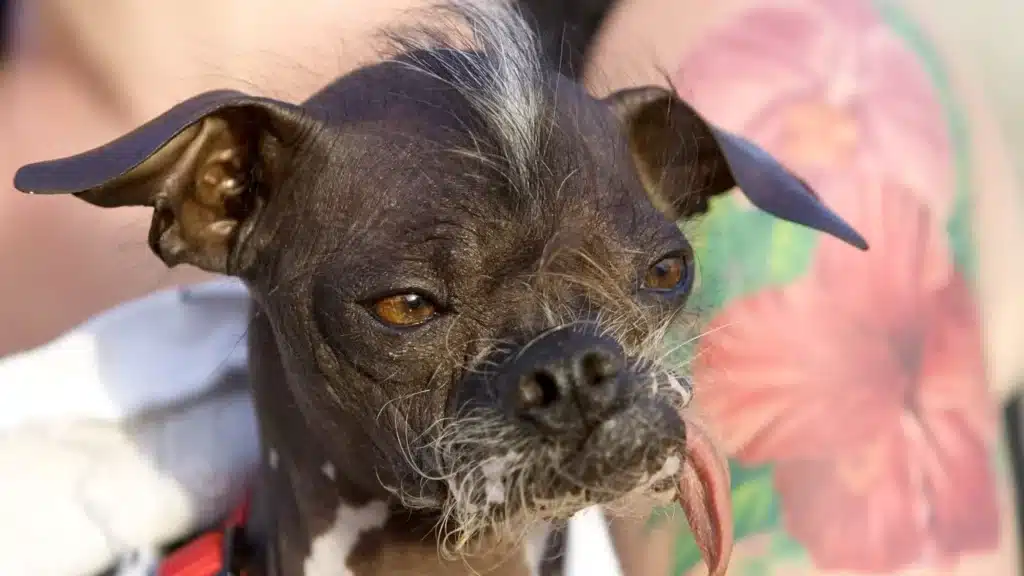 Peanut, de hond die in 2014 eerste prijs heeft gewonnen voor lelijkste hond ter wereld.