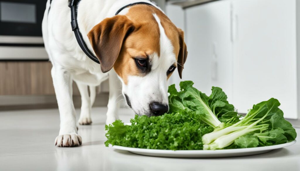 Mag Een Hond Witlof Eten? Veiligheidstips & Advies.